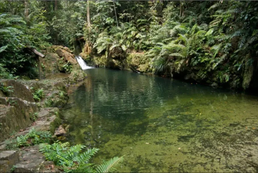 Ayer Hitam Forest Reserve